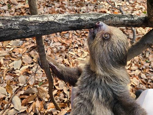 ナマケモノの赤ちゃん⑮｜オフィシャルブログ｜東山動植物園